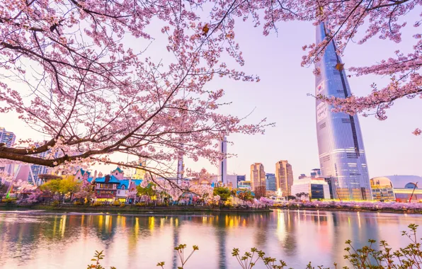 Picture landscape, city, the city, cherry, spring, Sakura, flowering, South Korea, Korea, Seoul, pink, blossom, sakura, …