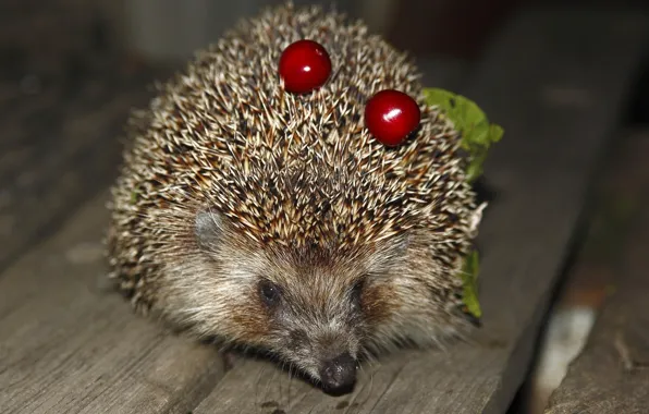 Picture cherry, hedgehog