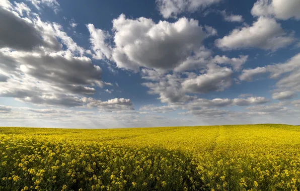 Picture field, summer, the sky, clouds, flowers, blue, yellow, meadow, space, rape, rapeseed field