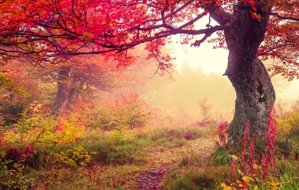 Picture autumn, leaves, fog, the crimson