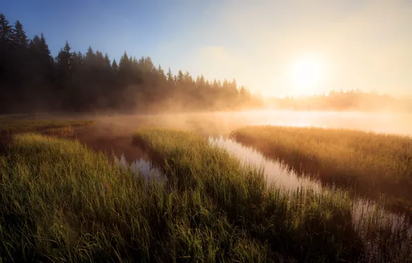 Picture forest, grass, fog, lake, dawn, shore, morning, ate, pond