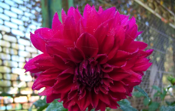 Picture flower, Dahlia, lush, Meduzanol ©, dark pink