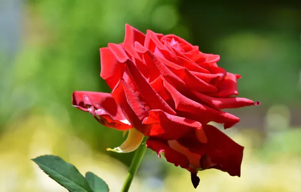 Picture flower, rose, Bud, red