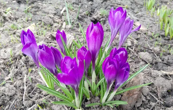 Picture Spring, Crocuses, Purple