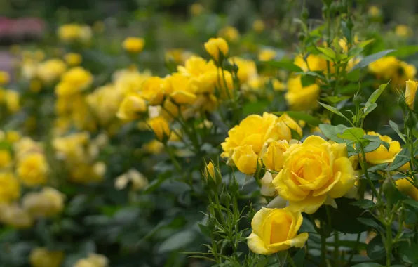 Picture roses, buds, yellow, bokeh, rose Bush