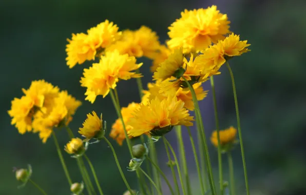 Picture grey background, meadow flowers, yellow flowers