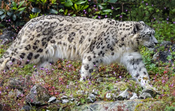 Picture predator, IRBIS, snow leopard