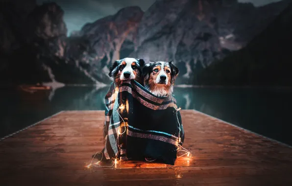 Picture mountains, lake, mood, plaid, garland, a couple, light bulb, two dogs, Australian shepherd, Aussie