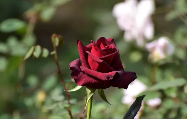 Picture flower, background, rose, Bud, red, bokeh, dark red, Burgundy