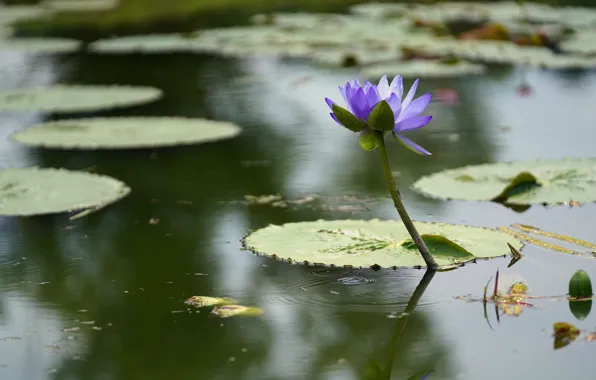 Picture flower, leaves, water, lake, lilac, pond, Nymphaeum, water Lily, прруд