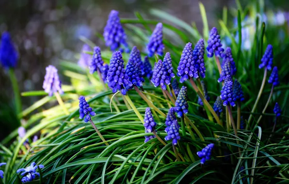 Picture flowers, glade, spring, blue, Muscari, hyacinth mouse