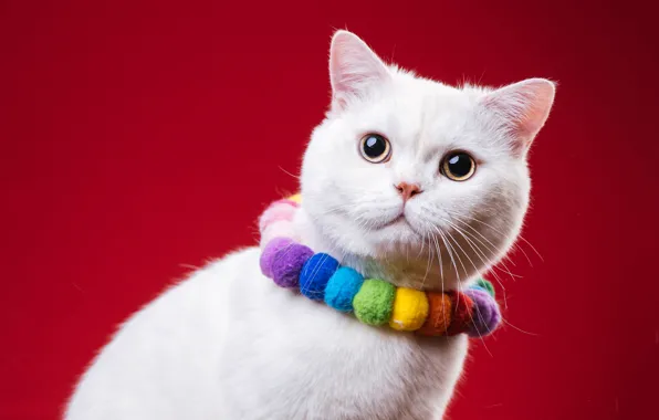 Picture cat, cat, beads, white, decoration, red background, photoshoot, British, fotomodel