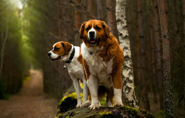 Picture forest, dogs, look, trees, nature, pose, dog, pair, St. Bernard, collar, walk, log, red, friends, …