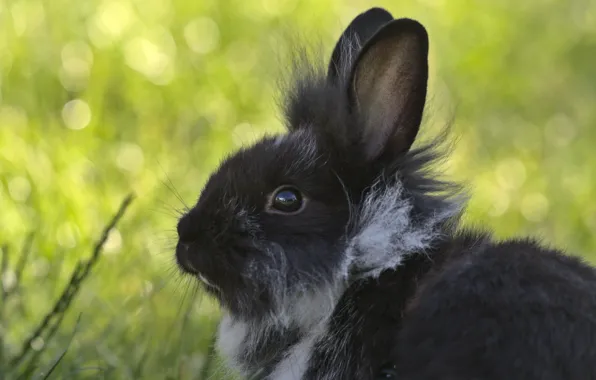 Picture black, rabbit, cute, ears
