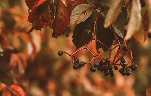 Picture autumn, leaves, nature, berries, plant, branch, bunches