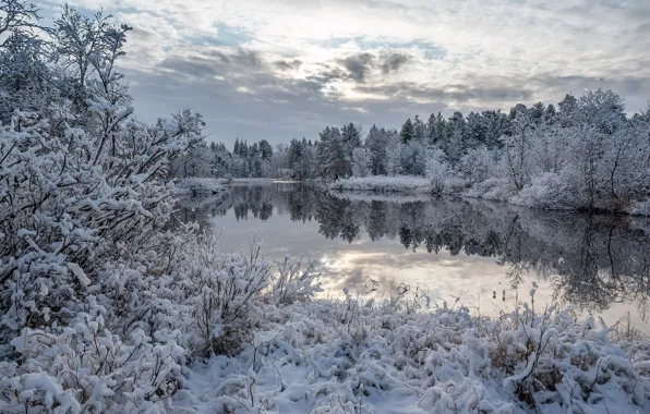 Picture winter, forest, snow, lake, reflection, the bushes, Finland, Finland, Lapland, Lapland, Inari, Inari