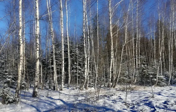 Picture the sun, snow, nature, winter forest, birch