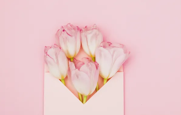 Picture flowers, background, pink, tulips, the envelope