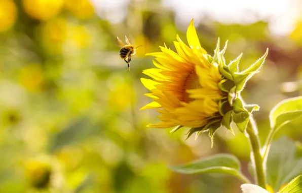 Picture flower, summer, light, yellow, bee, sunflower, bokeh