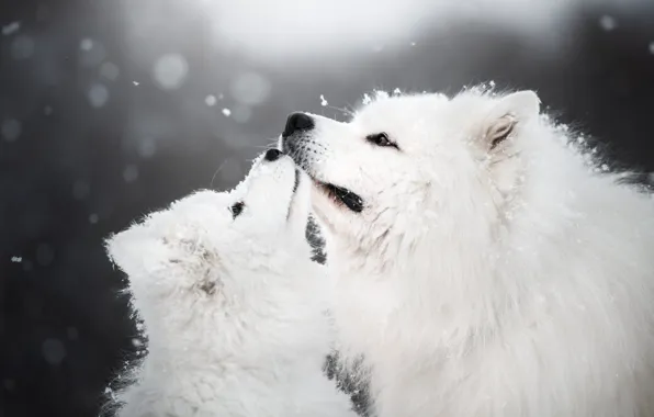 Picture winter, animals, dogs, snow, puppy, cub, Samoyed