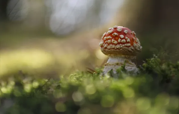 Picture mushroom, moss, blur, mushroom, bokeh