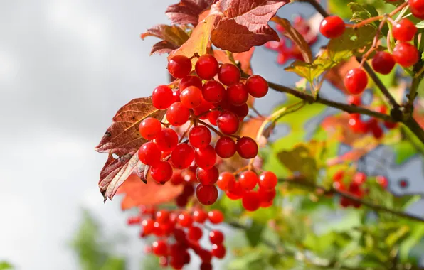 Picture autumn, leaves, berries, branch, fruit, red, bokeh, Kalina