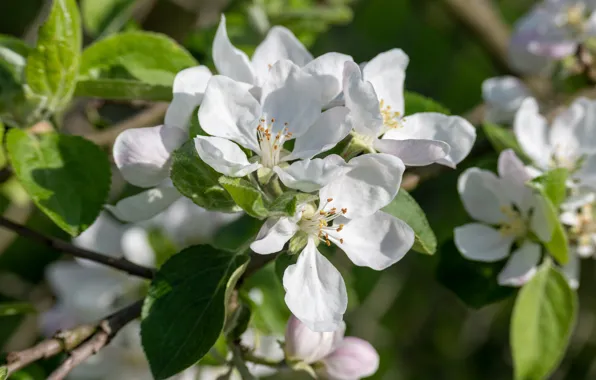 Picture leaves, macro, flowers, branch, spring, white, Apple, flowering, Apple blossoms