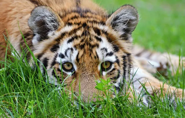 Picture grass, look, nature, tiger, lies, face, tiger