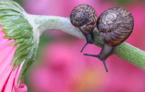 Picture flower, macro, background, pink, two, snails, a couple