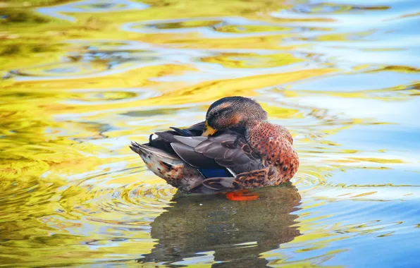 Picture water, pose, bird, the bottom, bright colors, duck, pond, чистит перышки