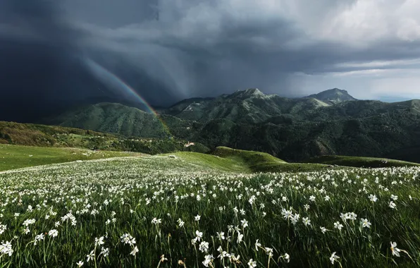 Picture flowers, mountains, hills, glade, spring, meadow, white, daffodils