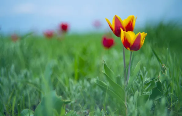 Picture flowers, glade, spring, tulips, Duo, bokeh, striped, two-tone, red-yellow, red with yellow