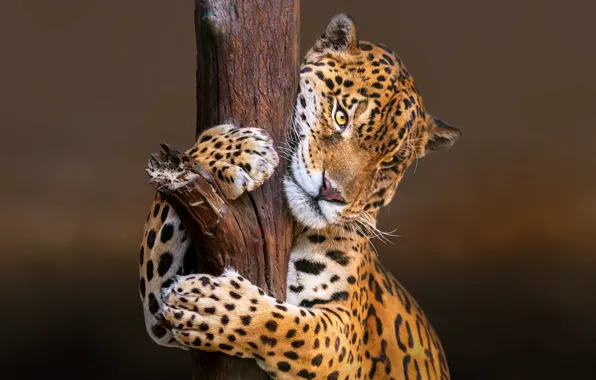 Picture nature, animal, predator, Jaguar, trunk