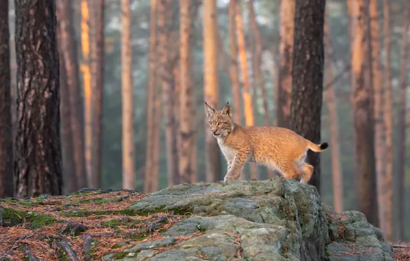 Picture forest, trees, pose, stones, trunks, lynx, a small lynx, pine forest, a small lynx