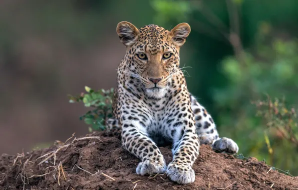 Picture face, leopard, lies