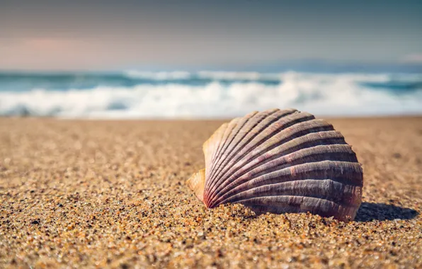 Picture sand, sea, macro, shell