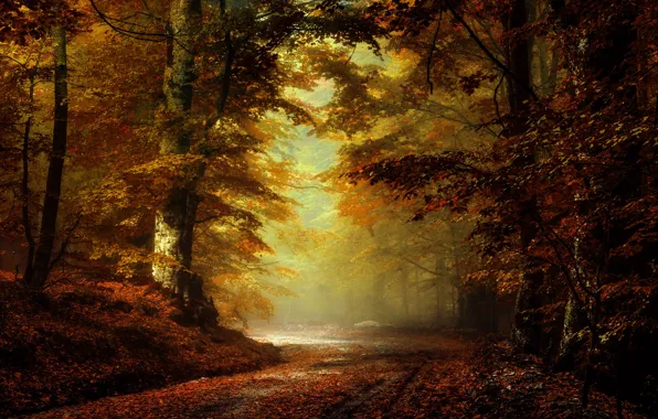 Picture road, autumn, forest, branches, fog, Park, alley, falling leaves, the colors of autumn, the crimson