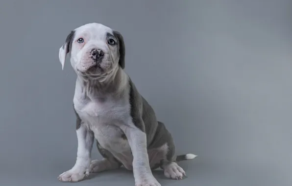 Picture look, pose, background, dog, paws, puppy, grey background, face, sitting, spotted, american bulldog