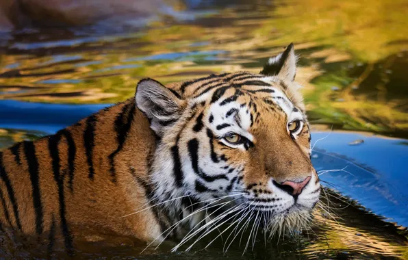Picture look, face, water, blue, yellow, tiger, wet, background, portrait, bathing, wild cat, pond