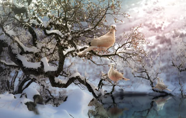 Picture winter, snow, birds, branches, nature, tree, pair, pigeons, pond, Thai Phung