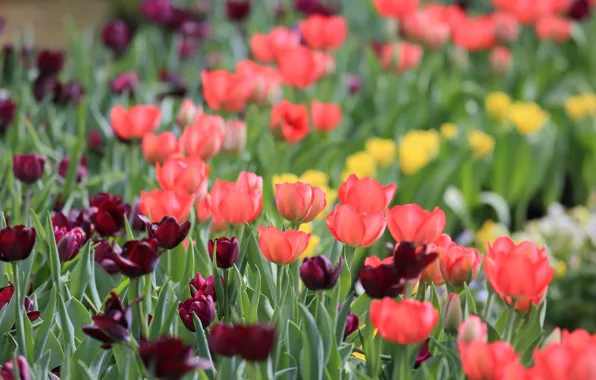 Picture flowers, tulips, red, flowerbed, bokeh, Burgundy