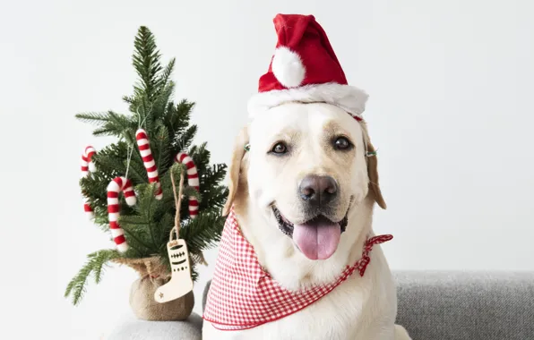 Picture dog, New Year, Christmas, puppy, Santa, Labrador, Christmas, puppy, dog, New Year, cute, Merry, santa …