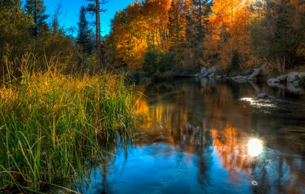 Picture autumn, forest, grass, landscape, nature, pond, reflection, stones