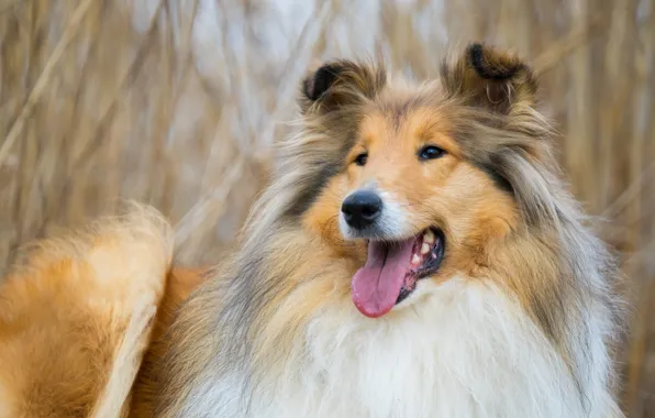 Picture face, background, dog, collie, sheltie