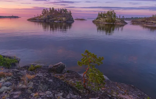 Picture Islands, trees, landscape, nature, dawn, morning, Lake Ladoga, Karelia, Ladoga, Vladimir Ryabkov, Skerries