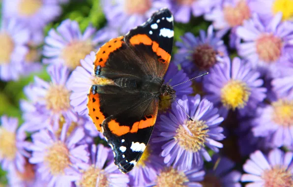 Picture flowers, butterfly, asters