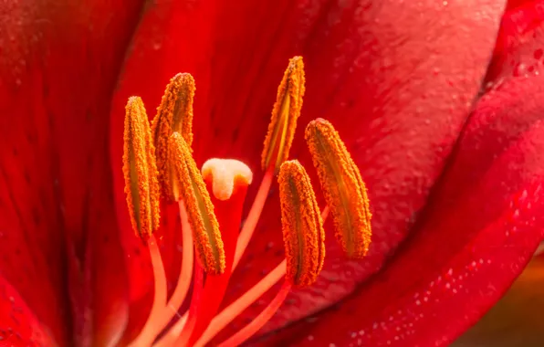 Picture macro, Lily, stamens