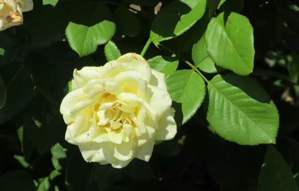 Picture flower, Bush, petals, white rose, Meduzanol ©, summer 2018