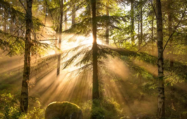 Picture forest, rays, trees, Christian Lindsten