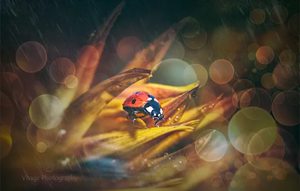 Picture flower, nature, rain, ladybug, bokeh, by GJ-Vernon